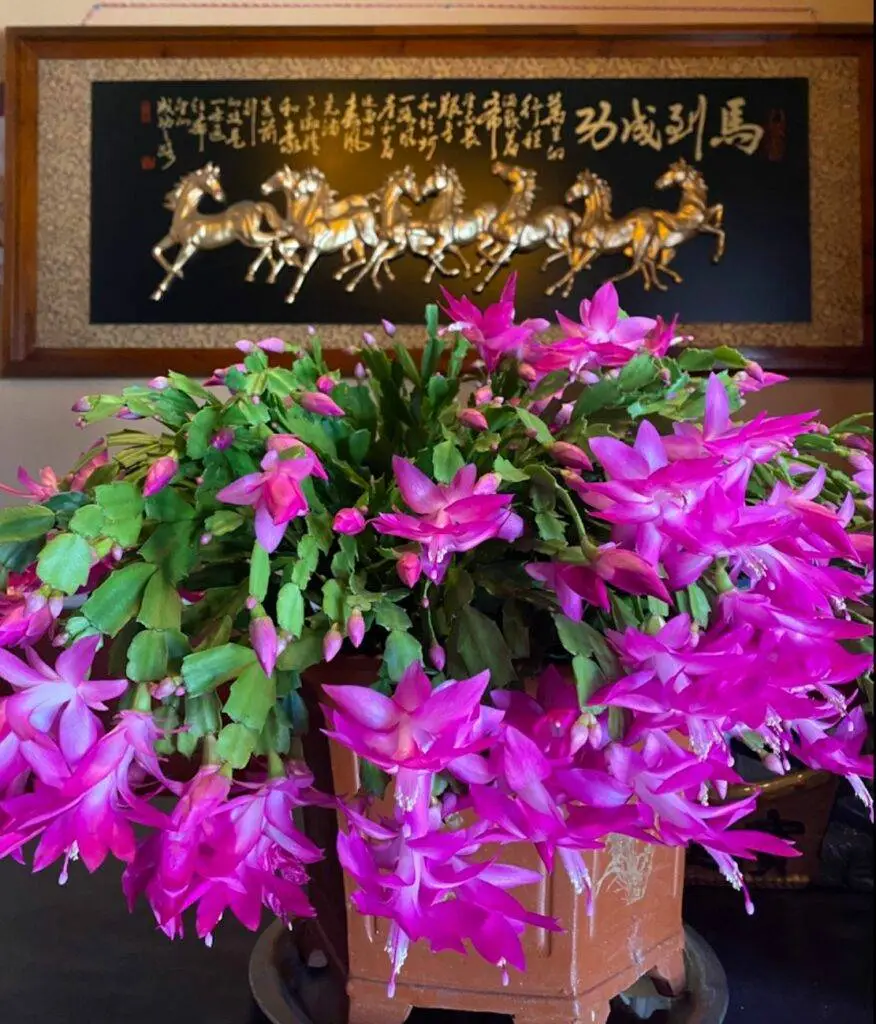 "Vibrant pink Christmas cactus in full bloom sits on a table, with a framed Chinese artwork of golden horses in the background."